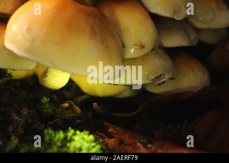 Fliegenpilze oder Pilze caps im Wald II. Stockfoto