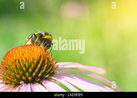 Bombus. Single Hummel auf Echinacea Blume. Stockfoto