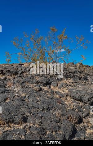 Amboy Krater, ein BLM-verwalteten National Natural Landmark entlang der Route 66 in Kalifornien, USA Stockfoto