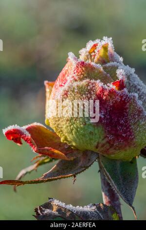 Frozen Rose mit roten und gelben Blüten, mit weißen Eiskristallen bedeckt. Das Konzept der romantischen Liebe, im Winter oder bei kalten Temperaturen. Closeup Makro Stockfoto