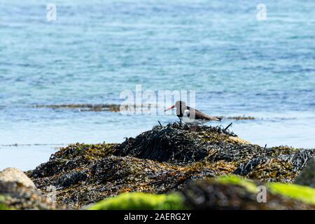 Eine eurasische Austernfischer (Haematopus ostralegus) auf einem Algen bedeckten Felsen Stockfoto