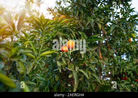Mandarin Früchte auf einem Baum, Hintergrund Stockfoto