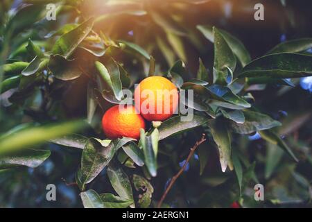 Mandarin Früchte auf einem Baum, Hintergrund Stockfoto