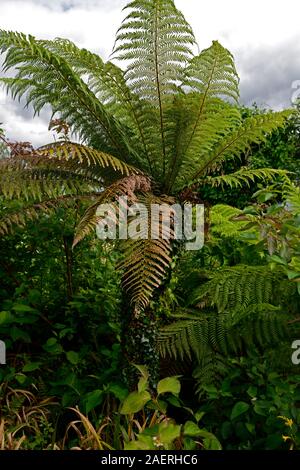 Dicksonia squarosa, Baum Farn, Amtsleitung in Ivy, Mix, gemischte Bepflanzung, Garten, Gärten, Irland, RM Floral Stockfoto