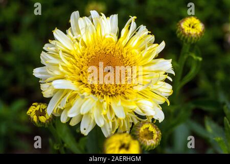 Leucanthemum x 'lilac' echten Charmeur'. Shasta daisy Stockfoto