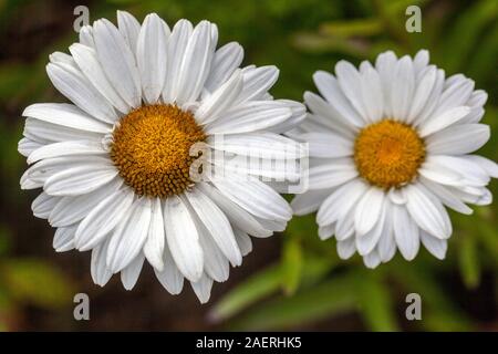 Leucanthemum x 'lilac Shasta daisy Stockfoto