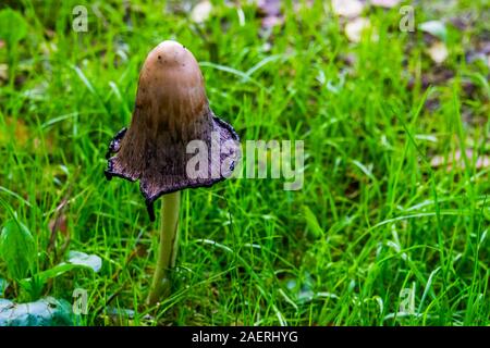 Shaggy mane Pilz mit frischen geöffnet Cap, Pilze Holzarten aus Europa und Amerika Stockfoto