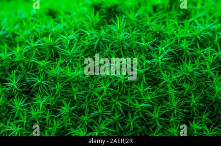 Makro Nahaufnahme des gemeinsamen Haar cap Moss, sternförmigen Blätter, kosmopolitischen wilde Pflanze specie Stockfoto