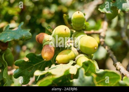 Nahaufnahme von grünen und orangefarbenen Eicheln auf einer Eiche Baum mit grünen Blättern im Herbst Stockfoto