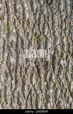 Gefurchte Rinde von Tulip Tree/Liriodendron tulipifera (auch genannt Tulip Poplar & Yellow Poplar). Einmal als Heilpflanze in pflanzliche Heilmittel verwendet. Stockfoto