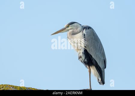 Great Blue Heron auf der Suche und Stehen auf einem Bein gegen einen blauen Himmel als Hintergrund Stockfoto