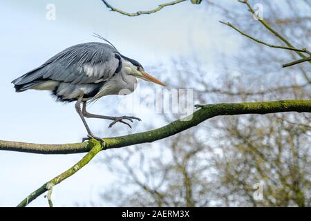 Great Blue heron Salden und Spaziergänge auf einem Zweig eines Baumes Stockfoto