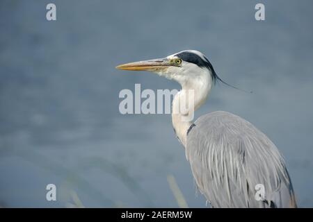 Porträt einer Great Blue Heron mit flauschigen feauthers auf die Uhr an der Seite von einem Teich Stockfoto