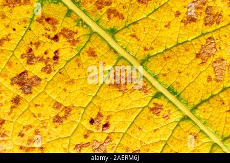 Makro eines gelbgrünen Herbstblattes mit sichtbaren Adern Und braune Flecken Stockfoto
