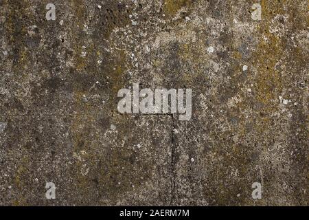 Rauen Beton wand Textur mit verschiedenen Farben der Flechten auf es Stockfoto