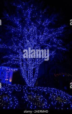 Bunte Blau Weihnachten Dekorationen auf einem Baum in Bay Ridge Brooklyn, New York, USA Stockfoto