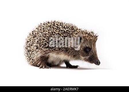 Low Angle Shot der Igel. Studio für Fotografie in weißen Hintergrund. Stockfoto