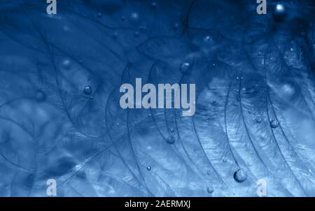 Zusammenfassung Hintergrund mit flauschigen federn und Wassertropfen. Makro mit Sekt auf Blau verschwommenen Hintergrund. Trendfarbe Konzept des Jahres, Stockfoto