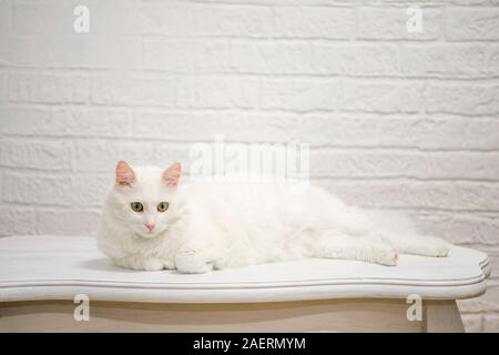 Eine weiße Angorakatze mit ausdrucksvollen Augen liegt auf einem weißen Tisch gegen eine weiße Wand dekoriert. Stockfoto