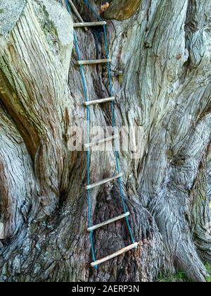 Strickleiter klettern Stamm von riesigen Monterey Cypress Tree in Colonsay House Gardens, Insel Colonsay, Schottland, Großbritannien Stockfoto