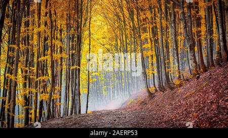 Jungen herbst Hainbuche an einem Berghang in trüben nebligen Wetter. Landschaft. Stockfoto