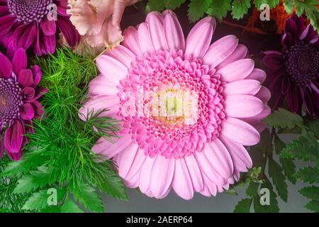 Rosa Gerbera in einem Blumen Anordnung auf grauem Hintergrund Stockfoto