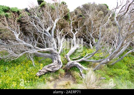 Trockener Baum auf die Zwölf Apostel Trail, Great Ocean Road, Australien Stockfoto