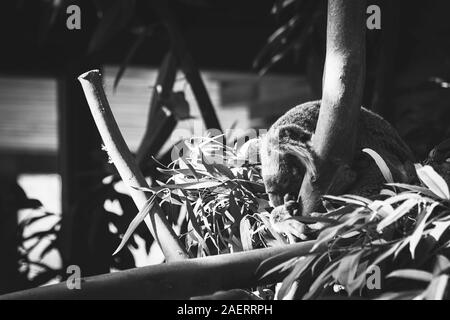 Ein Schwarz-Weiß-Porträt einer Koala ruhen oder schlafen in einem Baum. Das Tier ist wirklich das Klammern an den Baum. Stockfoto
