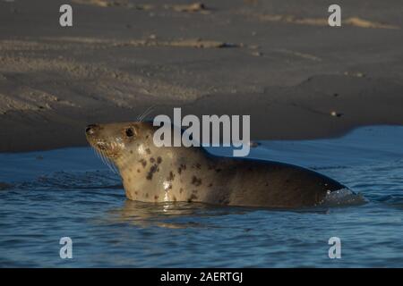 Le Cayeux-sur-Mer, Baie de Somme, Phoque veau, Marin, Zobel, manche, Saint Valery sur Somme, vagues, bord de mer ensoleillé, Animaux de Mer, vie Marine Stockfoto