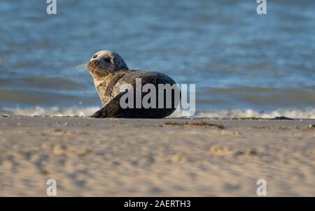 Le Cayeux-sur-Mer, Baie de Somme, Phoque veau, Marin, Zobel, manche, Saint Valery sur Somme, vagues, bord de mer ensoleillé, Animaux de Mer, vie Marine Stockfoto