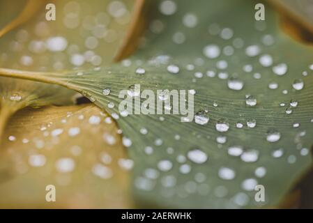 Nahaufnahme von Wassertropfen auf grüne und gelbe Blätter auf dem Boden. Stockfoto