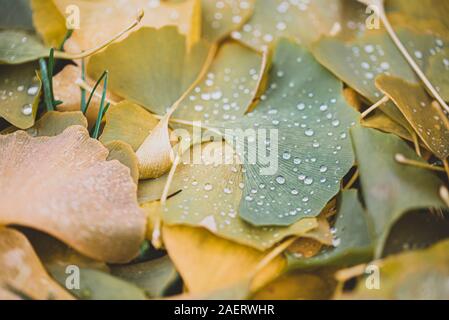 Nahaufnahme von Wassertropfen auf grüne und gelbe Blätter auf dem Boden. Stockfoto