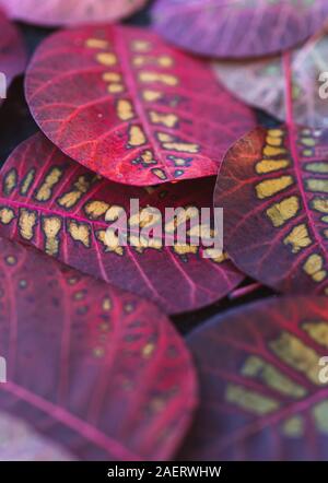 In der Nähe der bunten Blätter von smokebush auf dem Boden im Herbst. Stockfoto