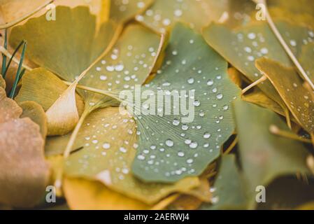 Nahaufnahme von Wassertropfen auf grüne und gelbe Blätter auf dem Boden. Stockfoto