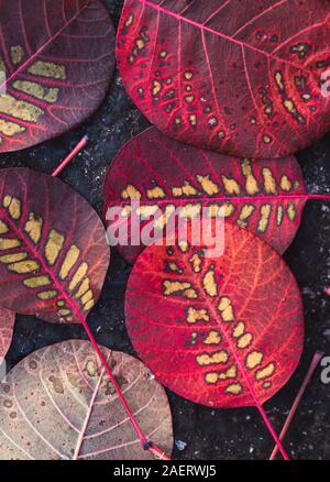 In der Nähe der bunten Blätter von smokebush auf dem Boden im Herbst. Stockfoto