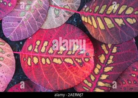 In der Nähe der bunten Blätter von smokebush auf dem Boden im Herbst. Stockfoto