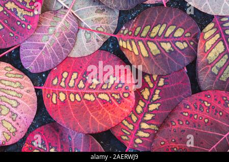 In der Nähe der bunten Blätter von smokebush auf dem Boden im Herbst. Stockfoto