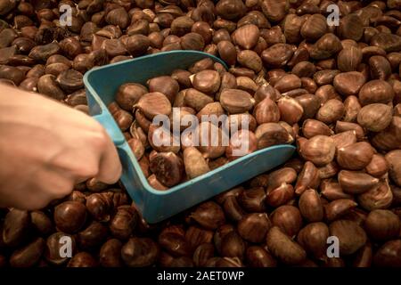 Männliche hand mit blauen Schaufel aufnehmen gerösteten Kastanien Stockfoto