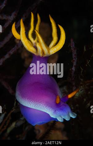 Eine wunderschöne Nacktschnecken, Doris bullocki, kriecht über ein Korallenriff in Raja Ampat, Indonesien. Nacktschnecken sind oft giftig Aufgrund ihrer Beute. Stockfoto