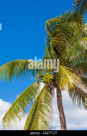 Cluster von Kokosnüssen auf einem Palm Tree entlang der Riviera Maya in Mexiko in der Nähe von Tulum Stockfoto