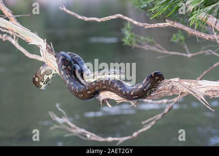 Teppich Python ruht auf Ast Stockfoto