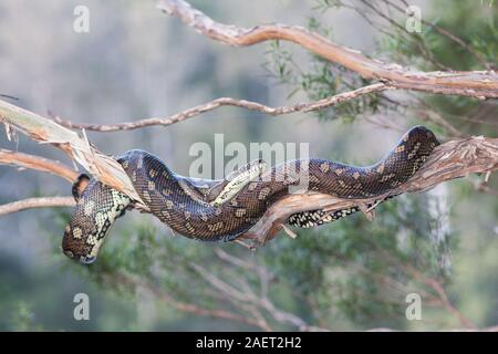 Teppich Python ruht auf Ast Stockfoto