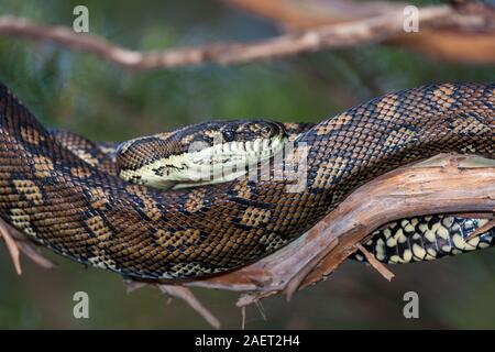 Teppich Python ruht auf Ast Stockfoto