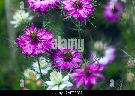 Nigella damascena Miss Jekyll Liebe-in-a-Mist Stockfoto