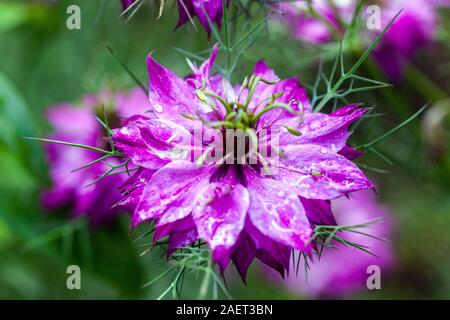 Nigella damascena Miss Jekyll Liebe-in-a-Mist Stockfoto