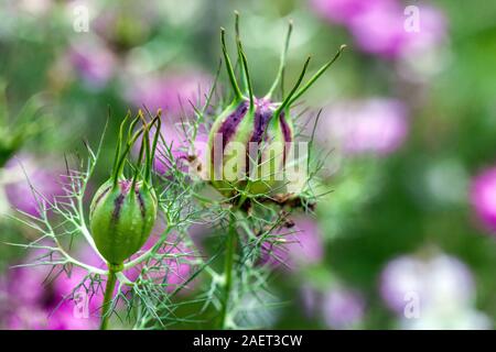 Nigella damascena Seedheads Stockfoto