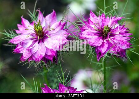 Nigella damascena Miss Jekyll Liebe-in-a-Mist Stockfoto