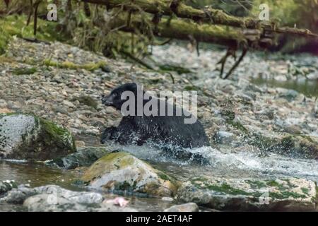 Ausführung schwarzer Bär, Gribbel Island Creek, British Columbia. Stockfoto