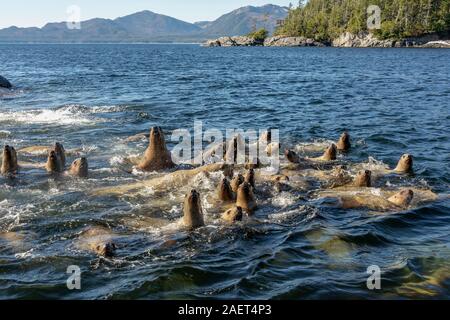 Der junge Steller Seelöwen durch unser Boot begeistert, in der Nähe von Kampanien Insel, Britisch-Kolumbien Stockfoto