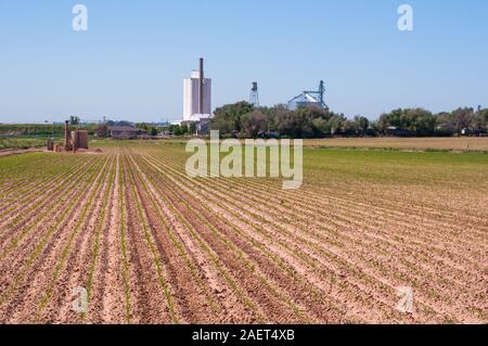 Frische Keimlinge von Mais in langen Reihen auf einem Bauernhof in ländlichen Colorado, USA Stockfoto